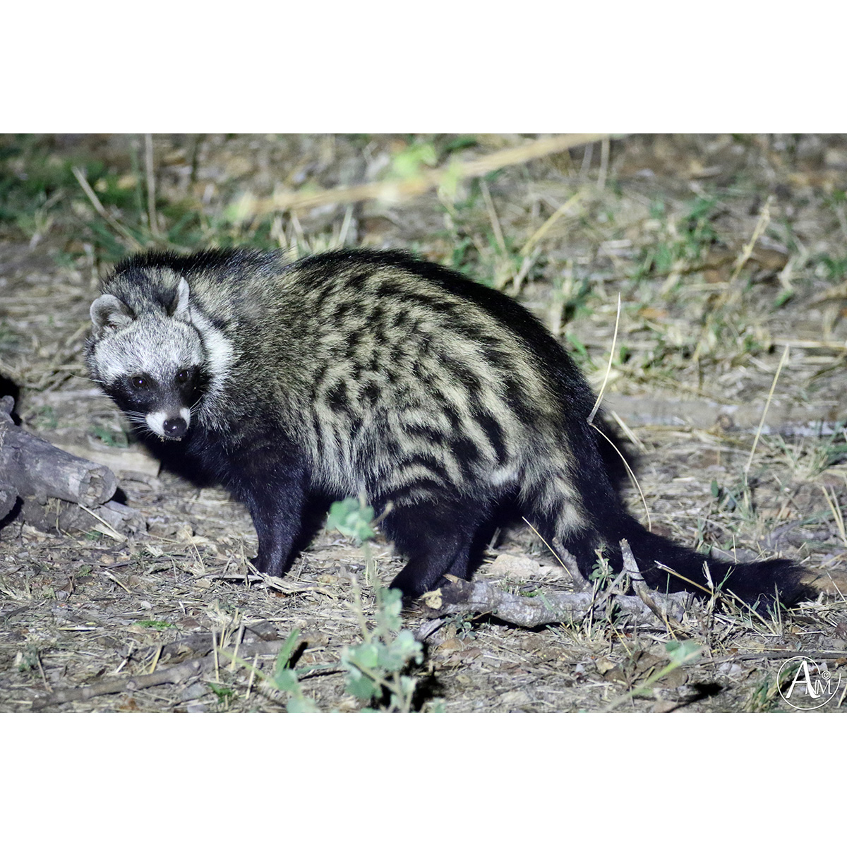 Африканская цивета (Civettictis civetta) Фото №2