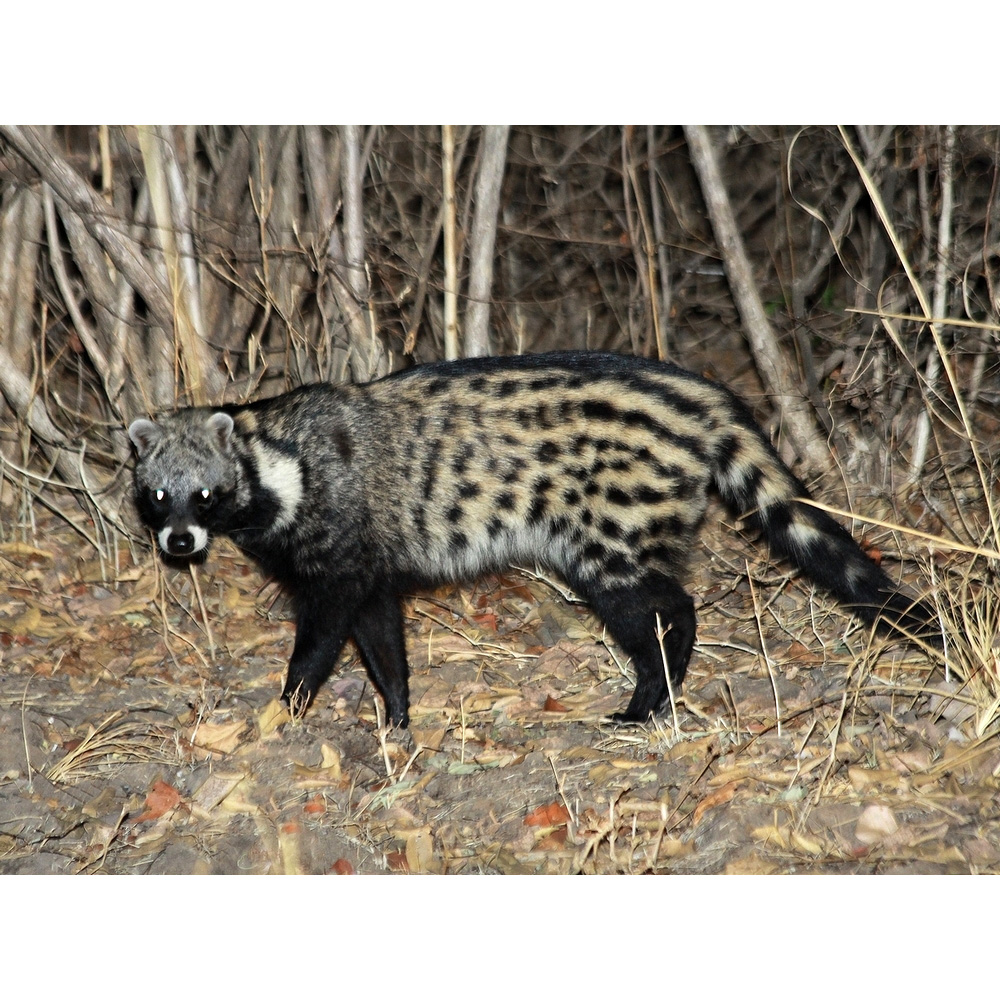 Африканская цивета (Civettictis civetta) Фото №4