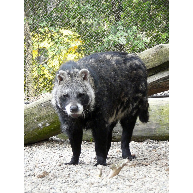Африканская цивета (Civettictis civetta) Фото №5
