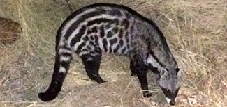 Civettictis civetta australis