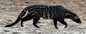 Civettictis civetta civetta