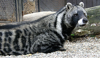 Civettictis civetta schwarzi