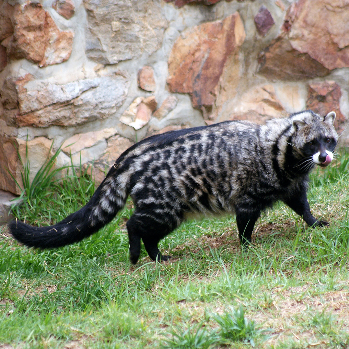 Африканская цивета (Civettictis civetta) Фото №1