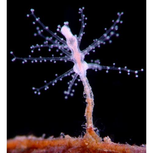 Семейство Cladocorynidae  фото