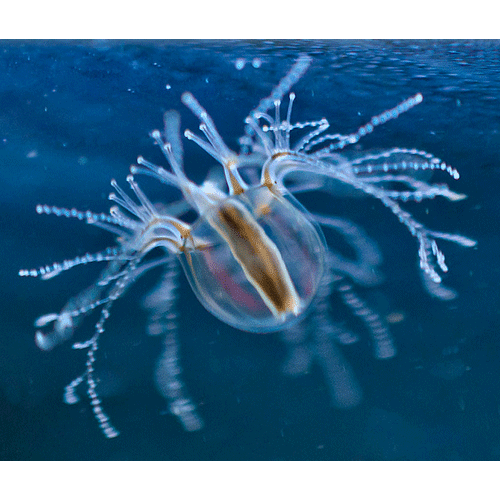 Семейство Cladonematidae  фото