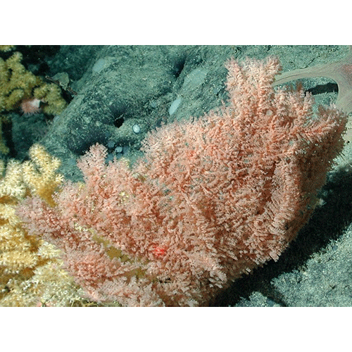 Семейство Cladopathidae  фото