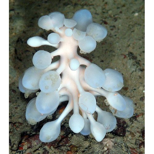 Семейство Cladorhizidae  фото