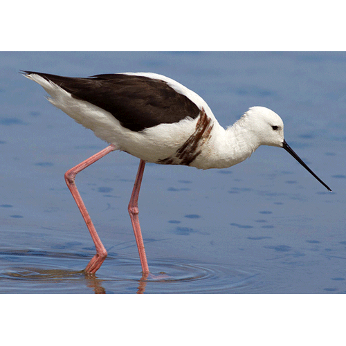 Род Cladorhynchus  фото