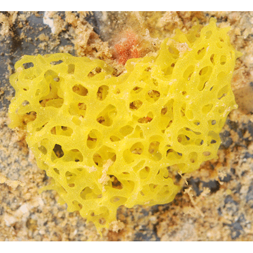 Семейство Clathrinidae  фото