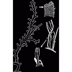 Семейство Clathrozoellidae  фото
