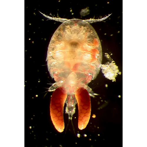 Семейство Clausidiidae фото