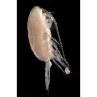 Семейство Clausocalanidae фото