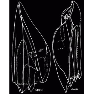Семейство Clausophyidae  фото
