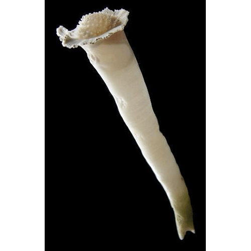 Семейство Clavagelloidea  фото