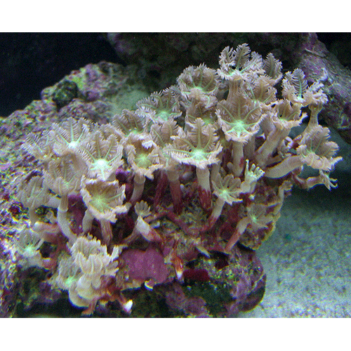 Семейство Clavulariidae  фото