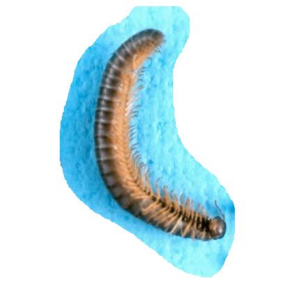 Семейство Cleidogonidae фото