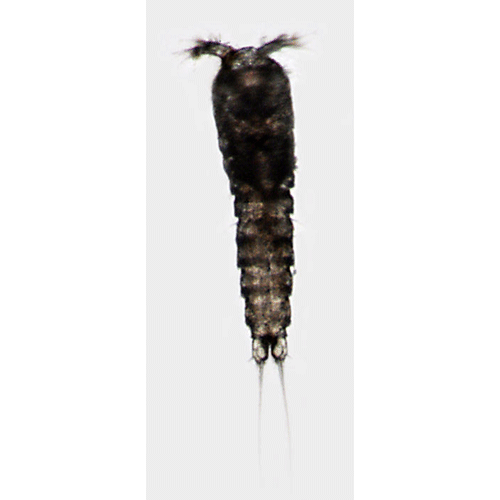 Семейство Cletodidae фото