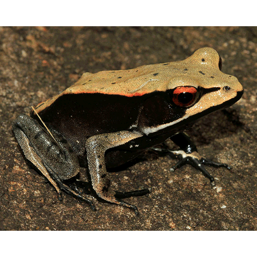  Род Clinotarsus  фото
