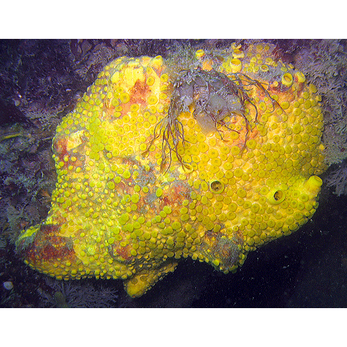Семейство Clionaidae  фото