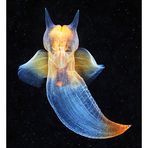 Семейство Clionoidea  фото