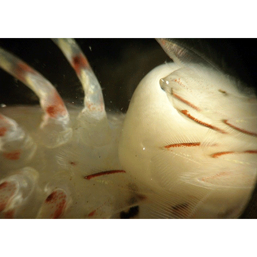 Семейство Clistosaccidae фото