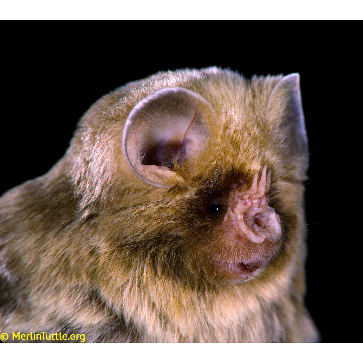 Африканский трезубценос (Cloeotis percivali) Фото №7