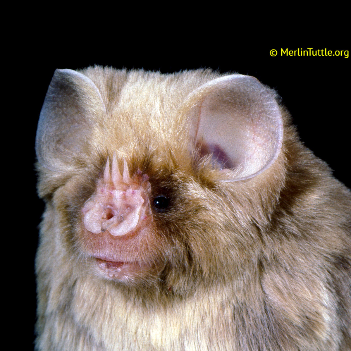 Африканский трезубценос (Cloeotis percivali) Фото №8