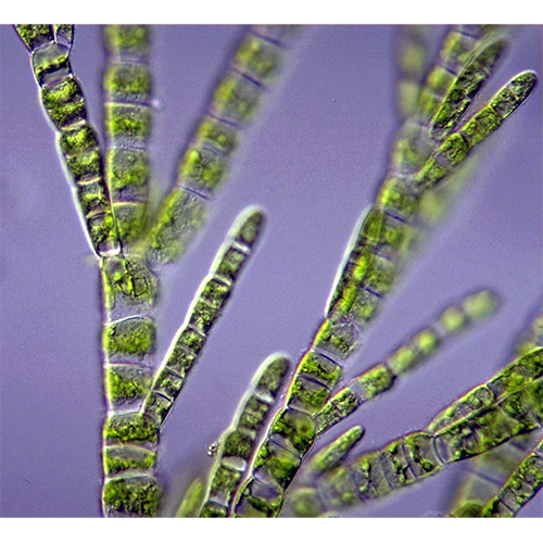 Семейство Cloniophoraceae фото