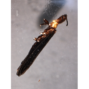 Семейство Clothodidae фото