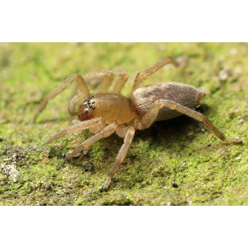 Семейство Clubionidae фото