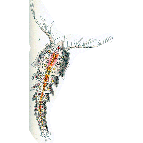 Семейство Clytemnestridae фото