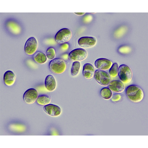 Семейство Coccomyxaceae фото