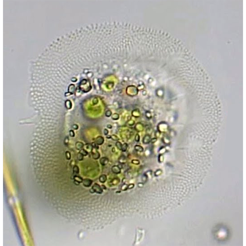 Семейство Cochliopodiidae фото