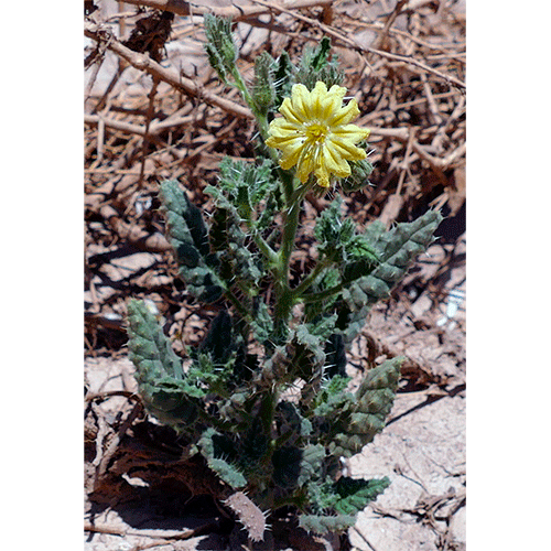 Семейство Codonaceae фото