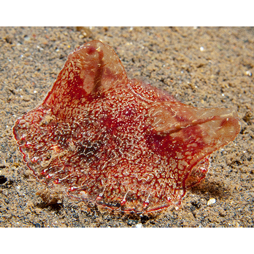 Семейство Coeloplanidae  фото