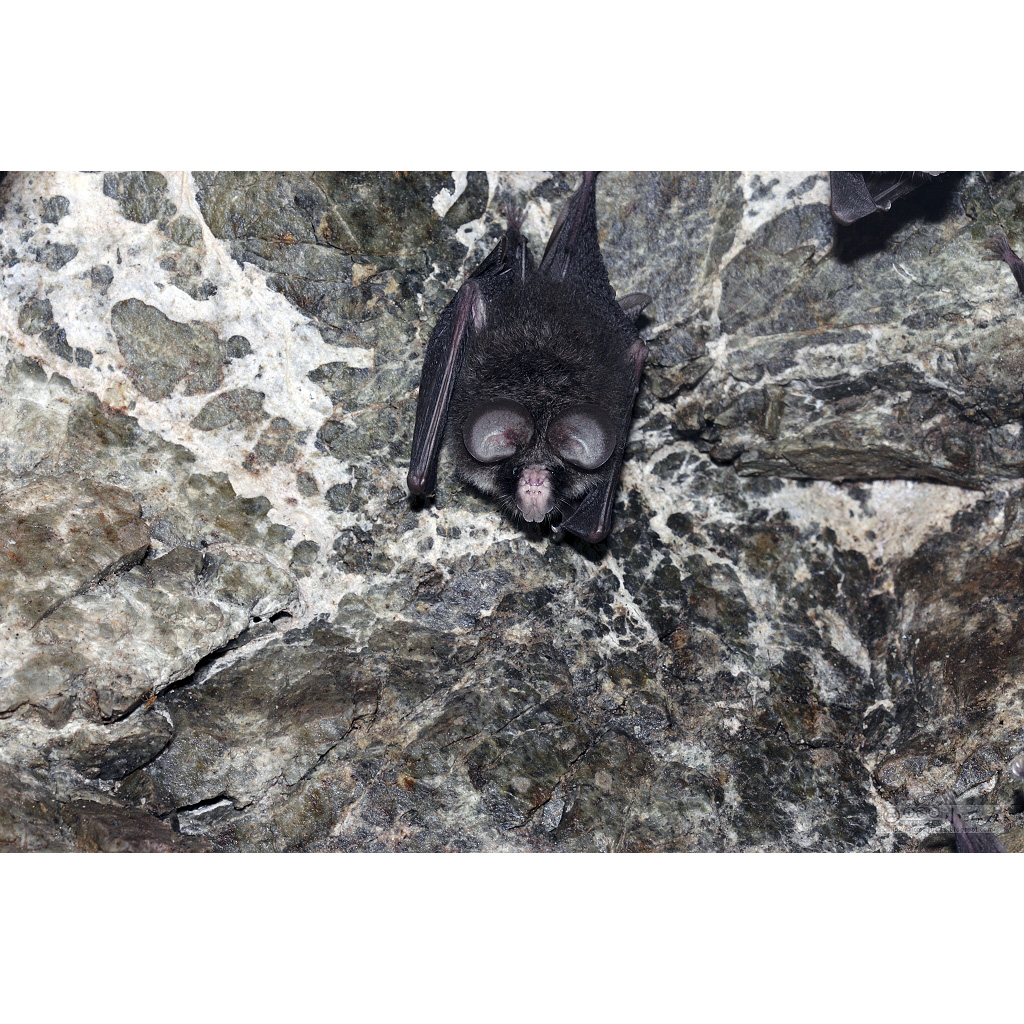 Бесхвостый листонос (Coelops frithii) Фото №4