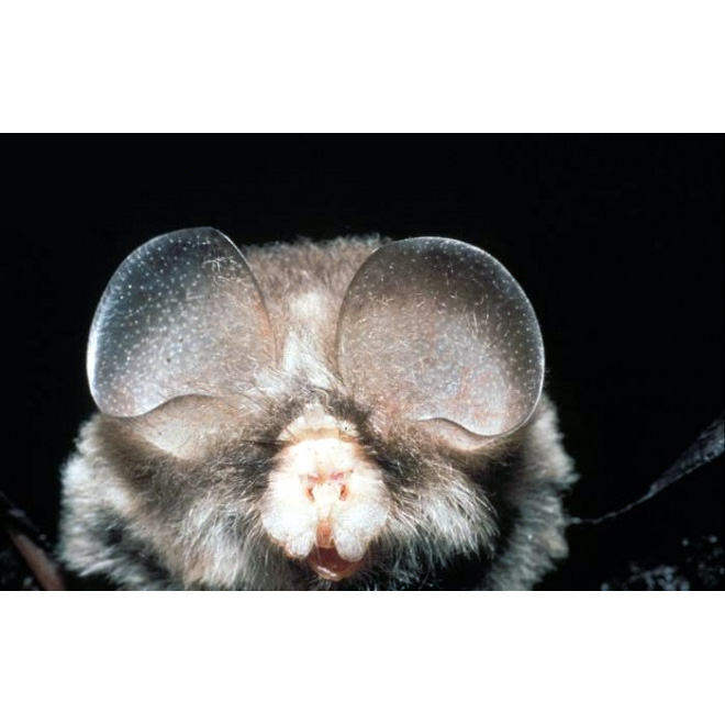 Бесхвостый листонос (Coelops frithii) Фото №9