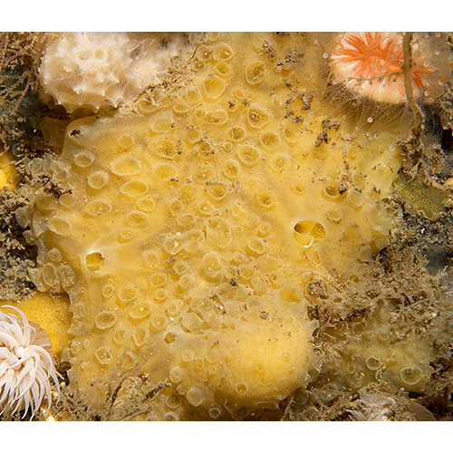 Семейство Coelosphaeridae  фото