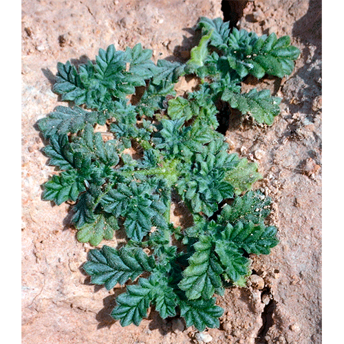 Семейство Coldeniaceae фото