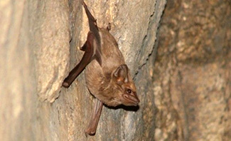 Coleura seychellensis seychellensis