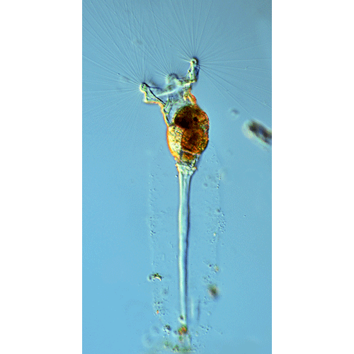 Семейство Collothecidae  фото