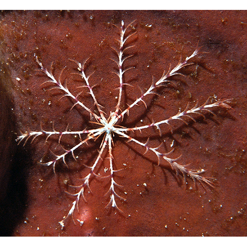 Семейство Colobometridae  фото