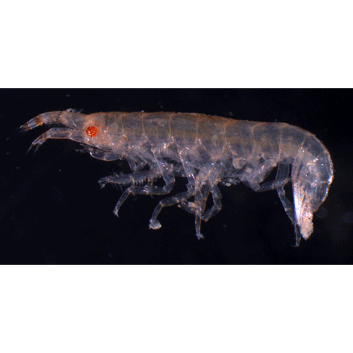 Семейство Colomastigidae фото