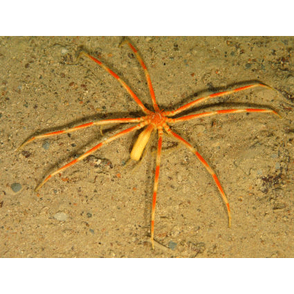 Семейство Colossendeidae фото
