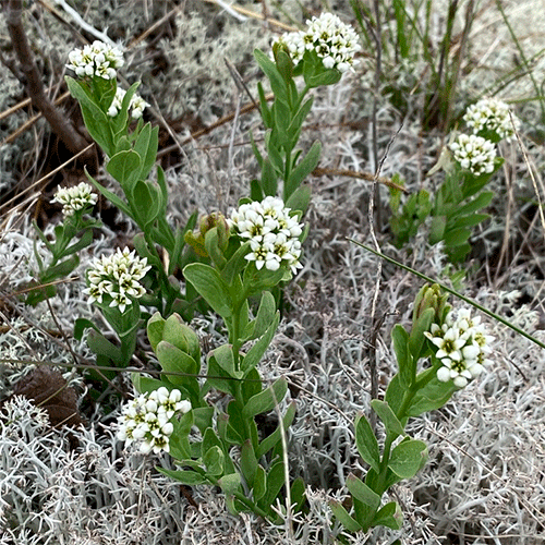 Семейство Comandraceae фото