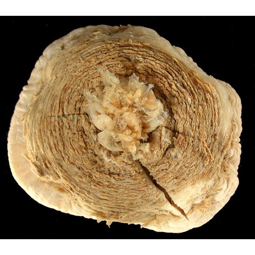 Семейство Condylanthidae  фото