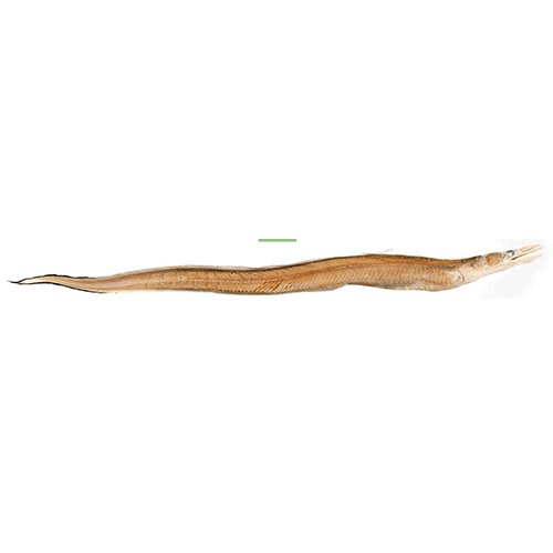  Род Congrhynchus  фото