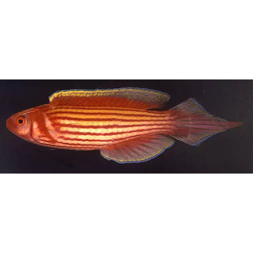 Род Conniella фото