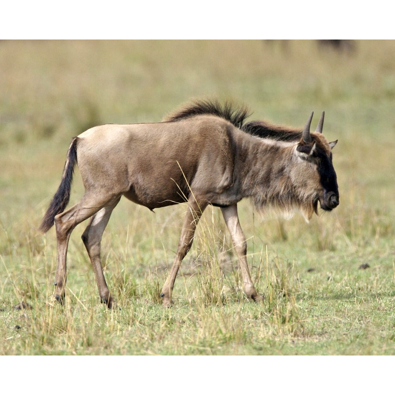 Connochaetes taurinus Фото №3