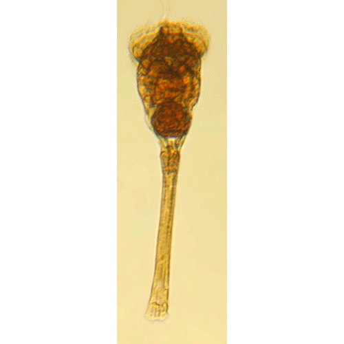Семейство Conochilidae  фото